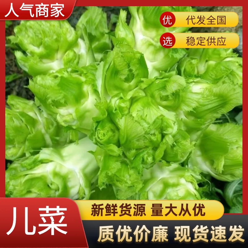 精品儿菜产地直发对接全国市场货源充足欢迎选购