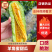 【精选好货】山东优质羊角蜜甜瓜货源充足量大从优