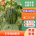 山东潍坊寒亭全美2k小吊瓜，小糖丸，货源充足，保熟保甜
