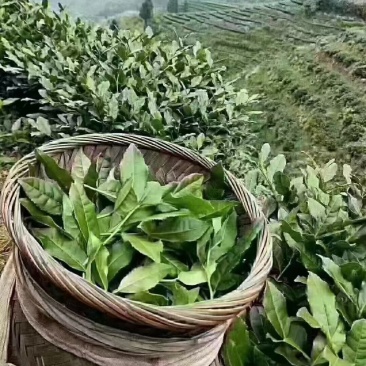 铁观音茶叶正味兰花香特级铁观音茶叶礼盒装500g包邮