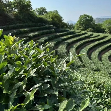 铁观音茶叶正味兰花香特级铁观音茶叶礼盒装500g包邮