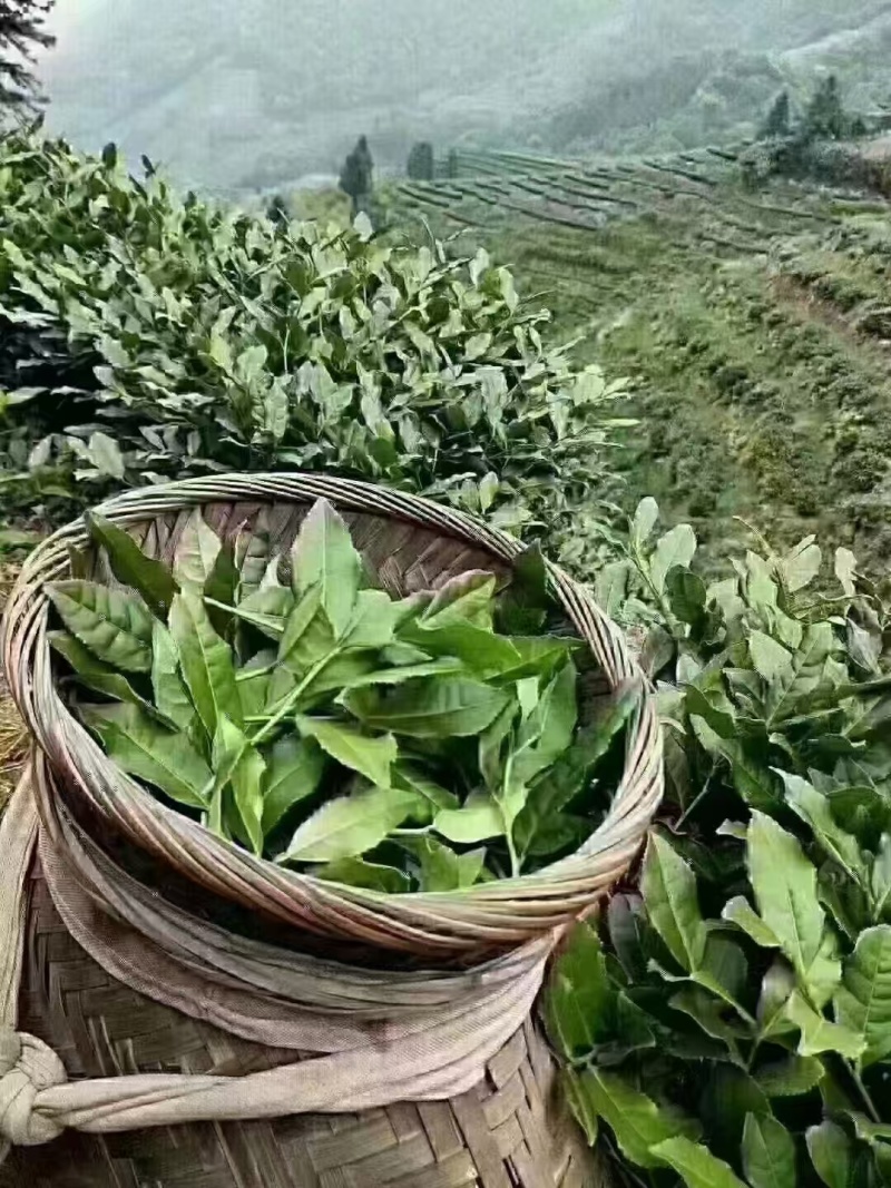 铁观音茶叶正味兰花香特级铁观音茶叶礼盒装500g包邮