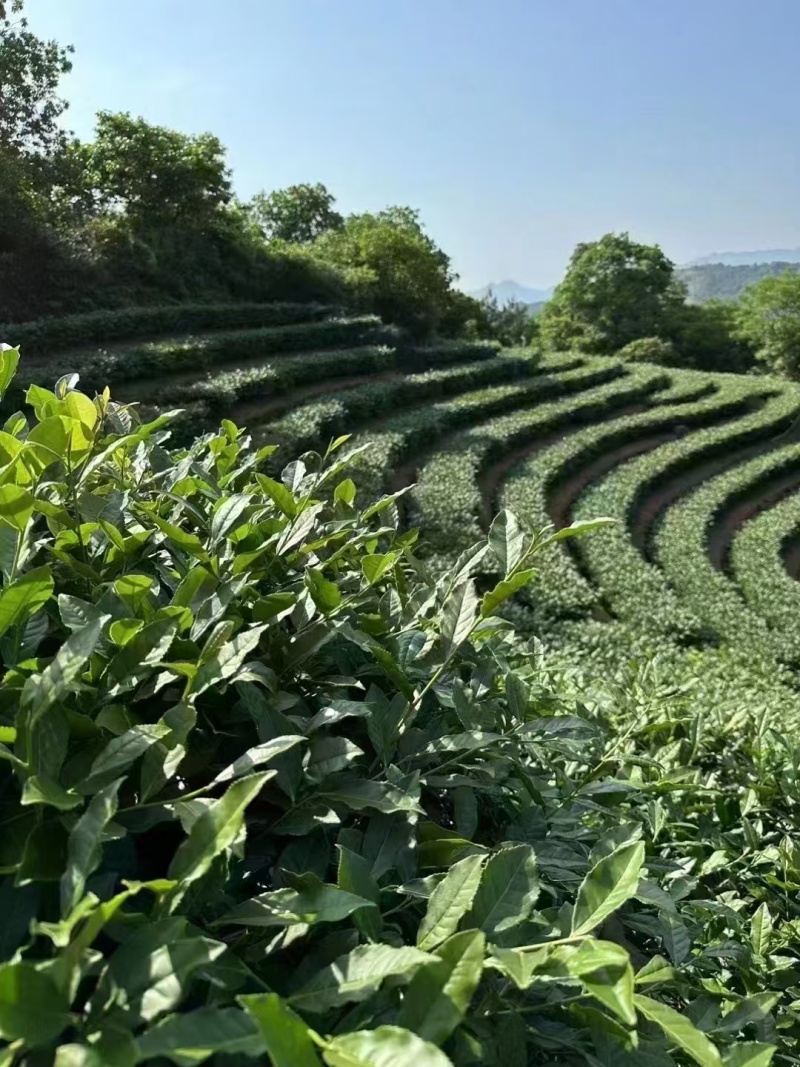 铁观音茶叶正味兰花香特级铁观音茶叶礼盒装500g包邮