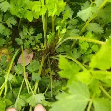 当归苗大量供应产地货源保质保量欢迎电话洽谈