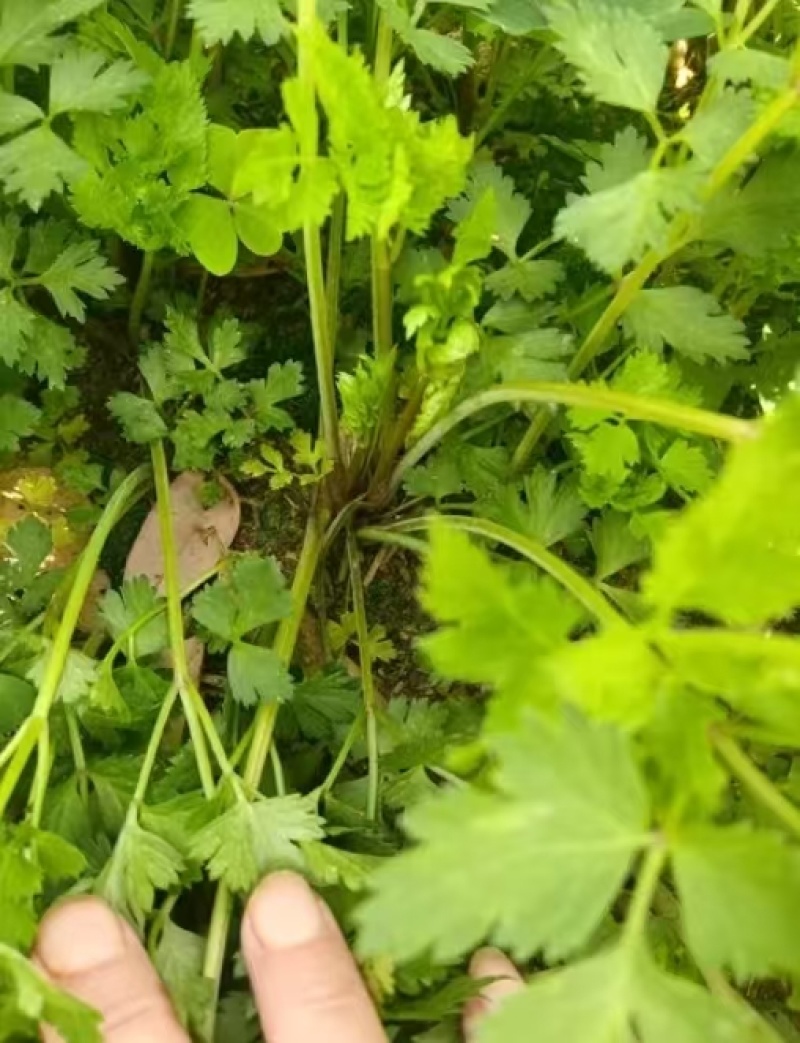 当归苗大量供应产地货源保质保量欢迎电话洽谈