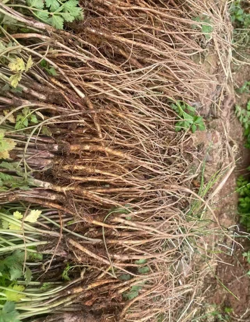 当归苗大量供应产地货源保质保量欢迎电话洽谈