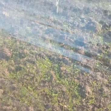当归苗育苗基地大量供应保质保量欢迎电话洽谈