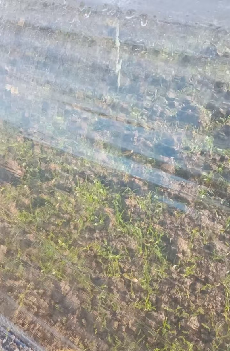 当归苗育苗基地大量供应保质保量欢迎电话洽谈