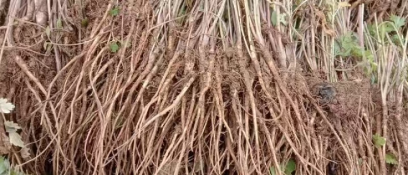 当归苗育苗基地大量供应保质保量欢迎电话洽谈