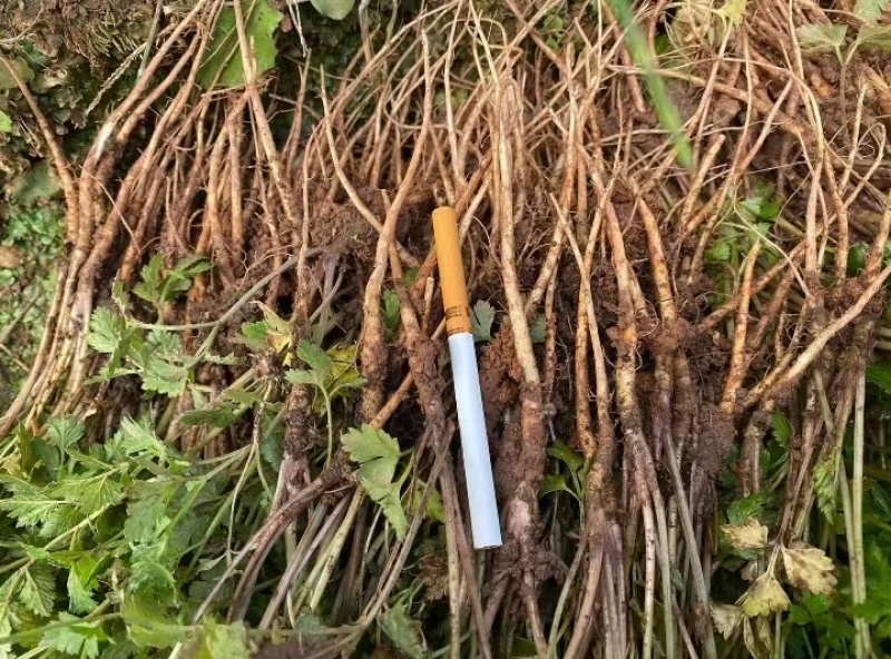当归苗育苗基地大量供应保质保量欢迎电话洽谈