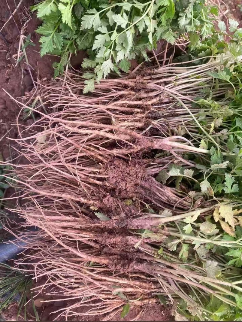 当归苗育苗基地大量供应保质保量欢迎电话洽谈
