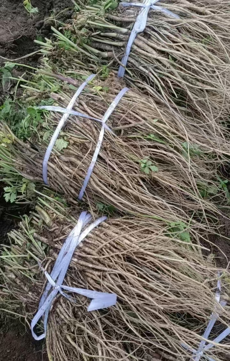 当归苗育苗基地大量供应保质保量欢迎电话洽谈