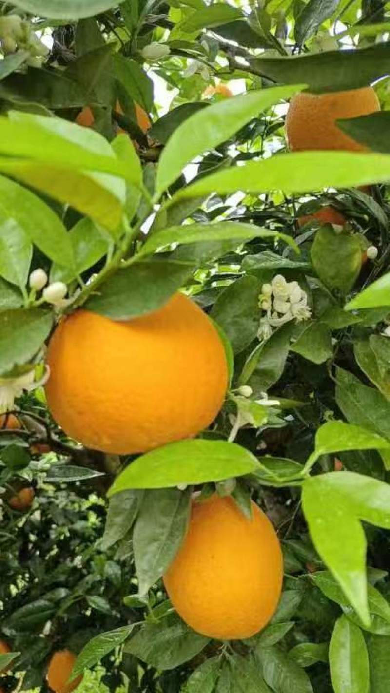 【伦晚脐橙】湖北伦晚春橙大量上市基地直发质量保证欢迎订购