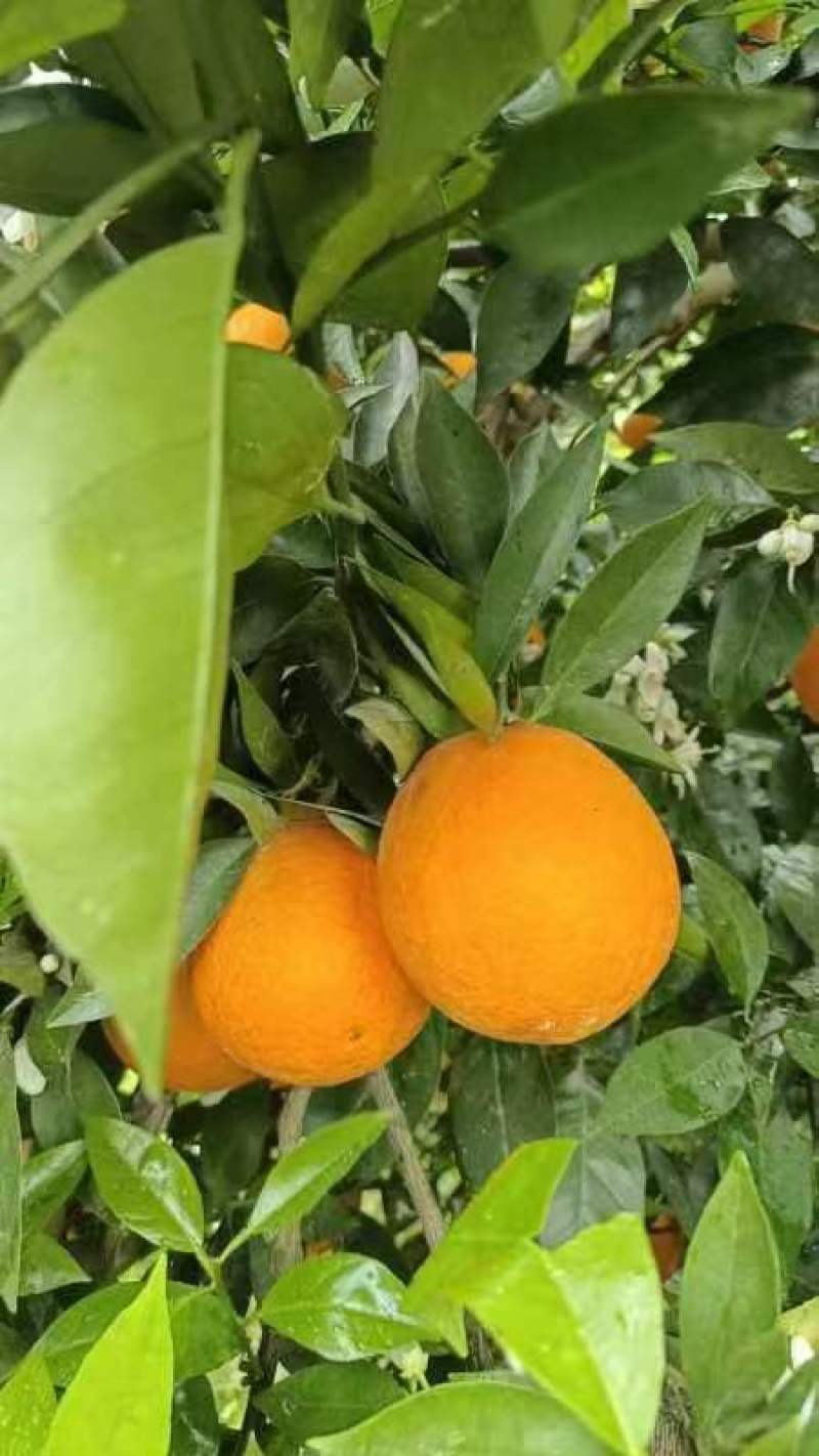 【伦晚脐橙】湖北伦晚春橙大量上市基地直发质量保证欢迎订购