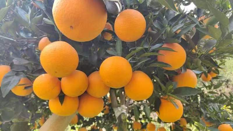 【伦晚脐橙】湖北伦晚春橙大量上市基地直发质量保证欢迎订购