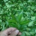 原产地新茶铁观音茶叶散装正味，消青兰花香清香型铁观音