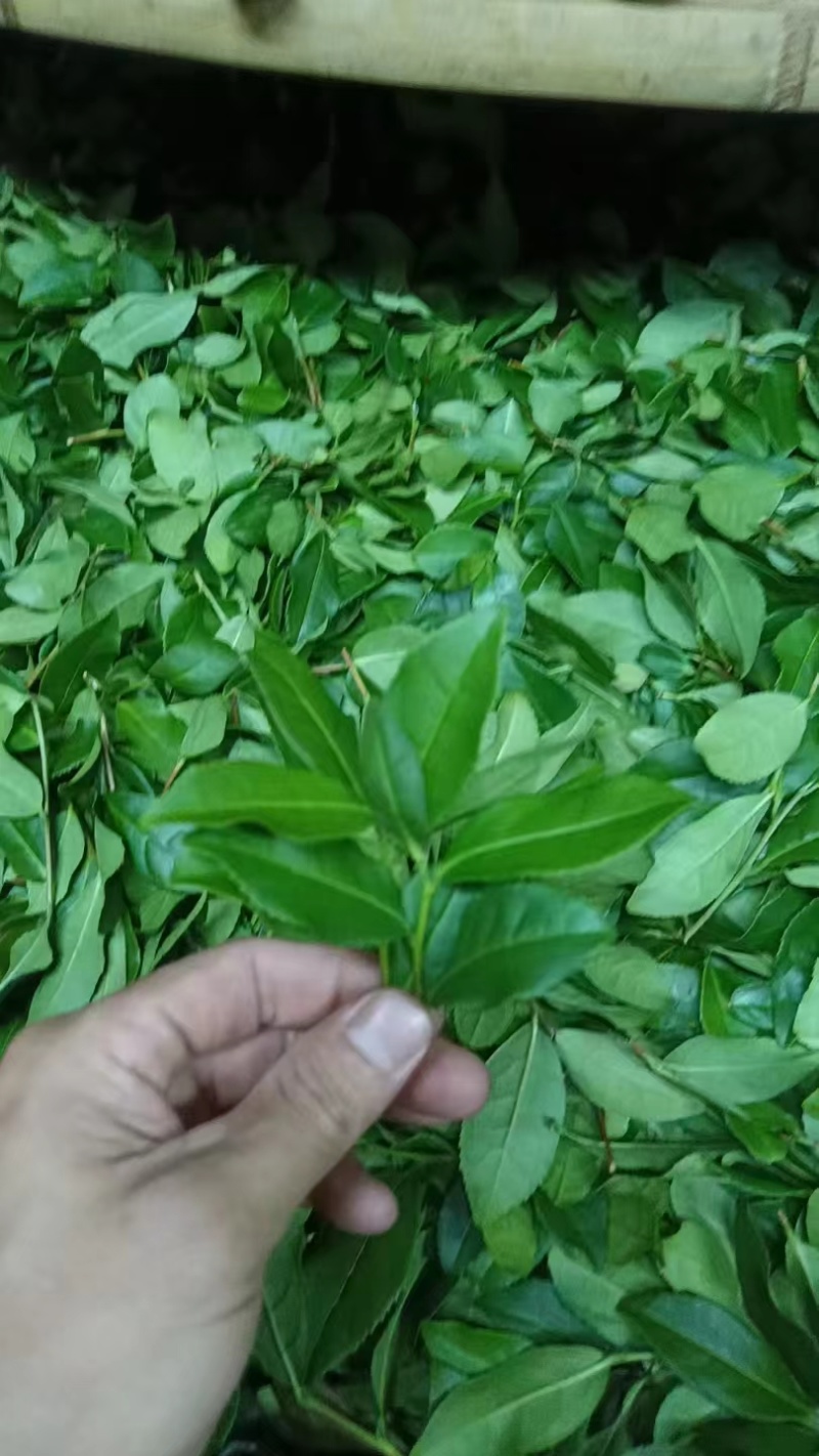 原产地新茶铁观音茶叶散装正味，消青兰花香清香型铁观音