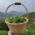 原产地新茶铁观音茶叶散装正味，消青兰花香清香型铁观音