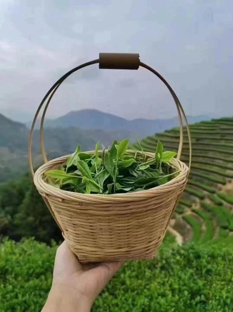 原产地新茶铁观音茶叶散装正味，消青兰花香清香型铁观音