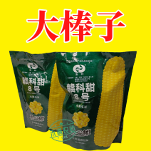 赣科甜8号甜玉米种子皮薄无渣审定大包装大个头甜玉米种子