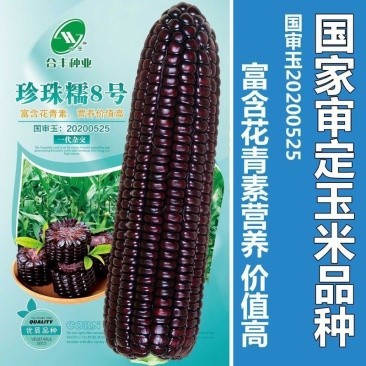 国审200克大包装珍珠糯8号黑甜糯玉米种子香甜软粘玉米种