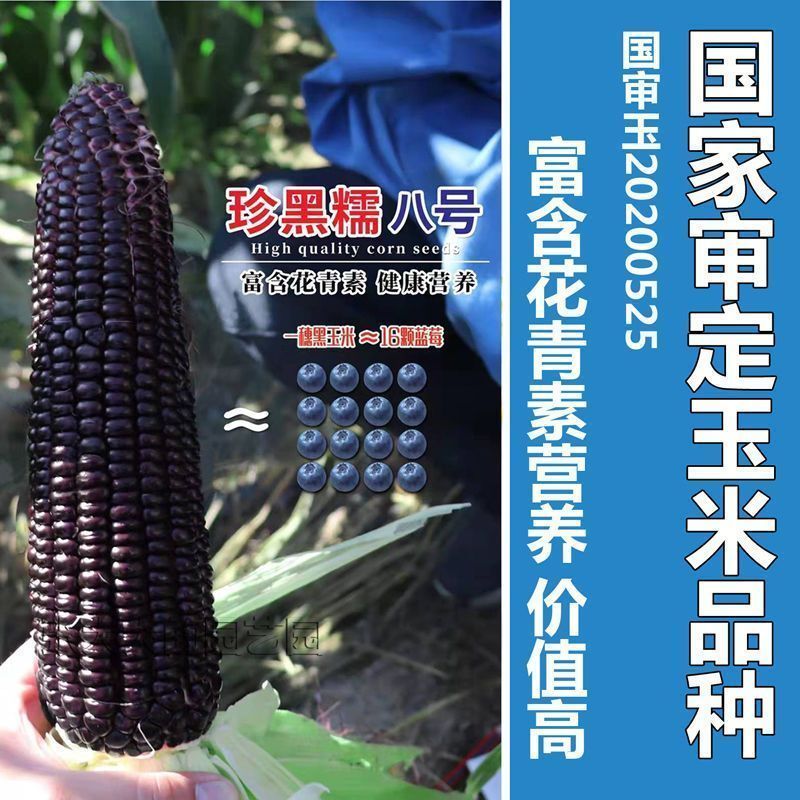 国审200克大包装珍珠糯8号黑甜糯玉米种子香甜软粘玉米种