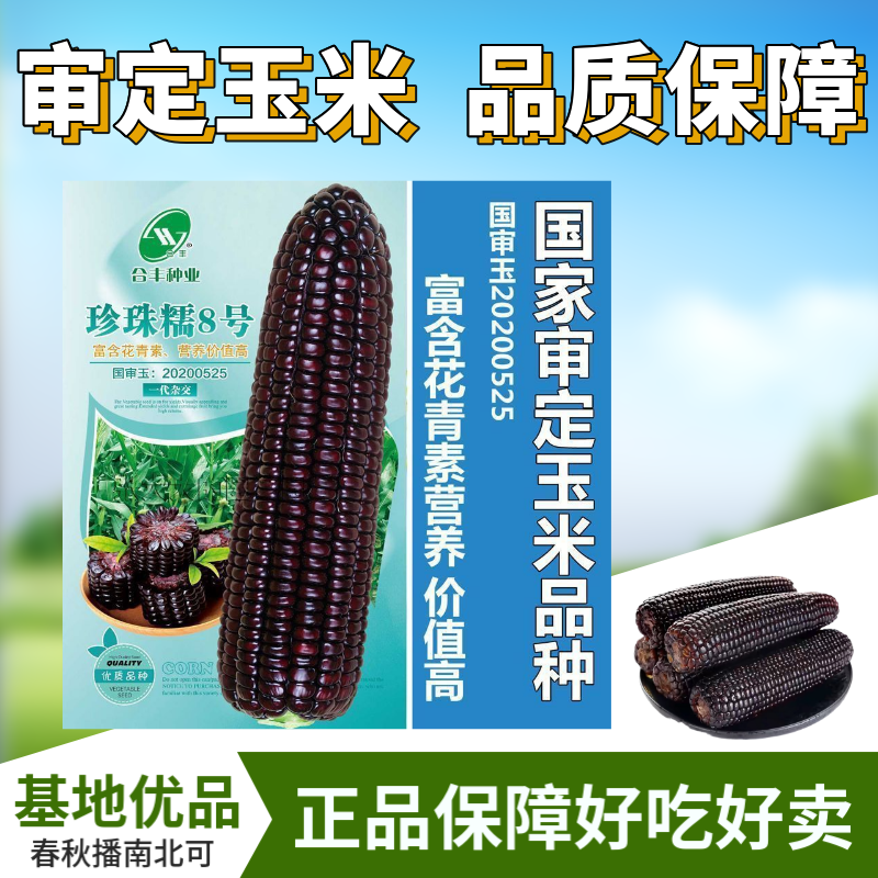 国审200克大包装珍珠糯8号黑甜糯玉米种子香甜软粘玉米种