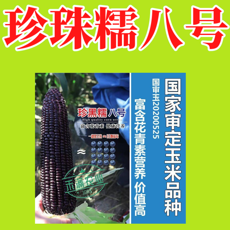 国审200克大包装珍珠糯8号黑甜糯玉米种子香甜软粘玉米种