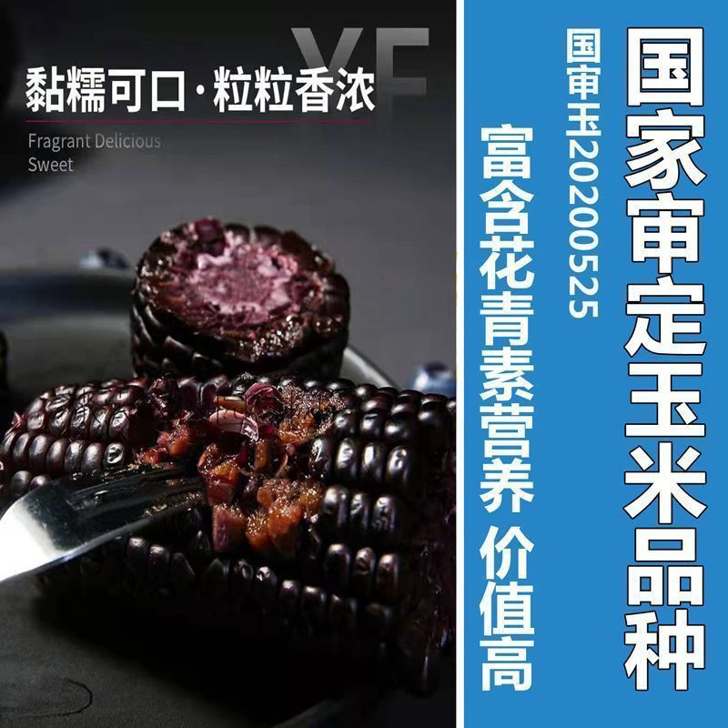国审200克大包装珍珠糯8号黑甜糯玉米种子香甜软粘玉米种