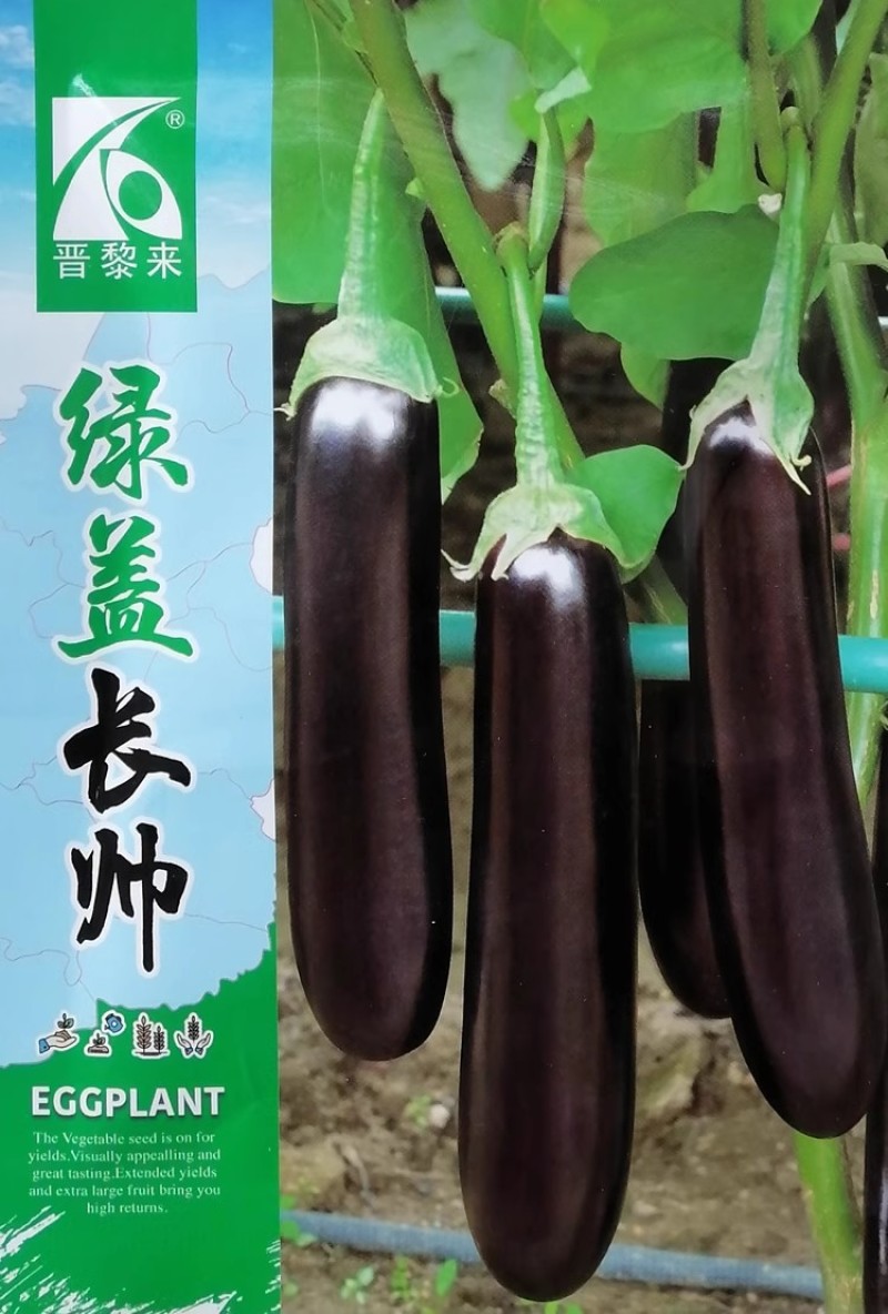 绿盖长帅茄子种子紫黑长棒茄子种子早熟果皮紫黑