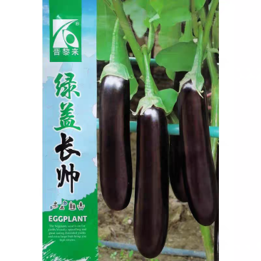 绿盖长帅茄子种子紫黑长棒茄子种子早熟果皮紫黑