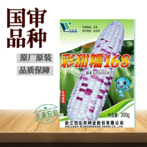 国审彩糯甜玉米种子高产玉米种子大玉米种非转基因超甜糯玉米