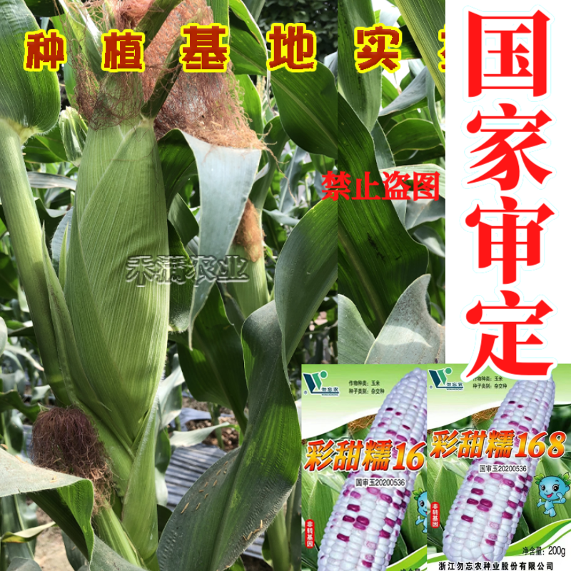 国审彩糯甜玉米种子高产玉米种子大玉米种非转基因超甜糯玉米