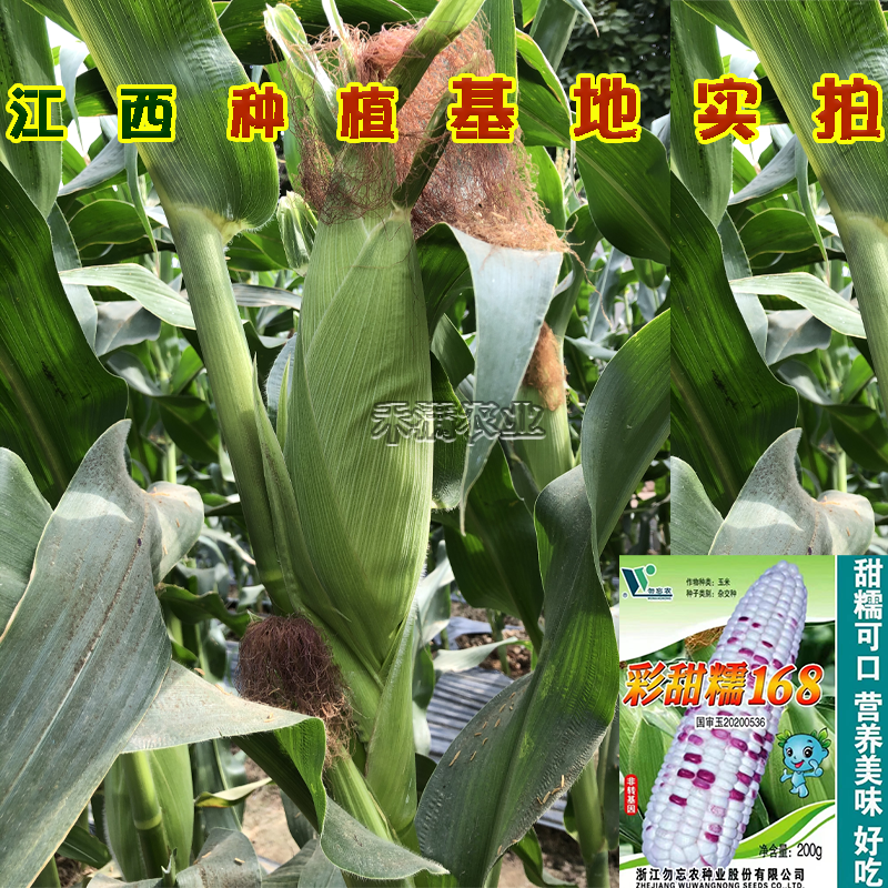 国审彩糯甜玉米种子高产玉米种子大玉米种非转基因超甜糯玉米