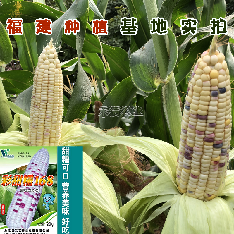 国审彩糯甜玉米种子高产玉米种子大玉米种非转基因超甜糯玉米