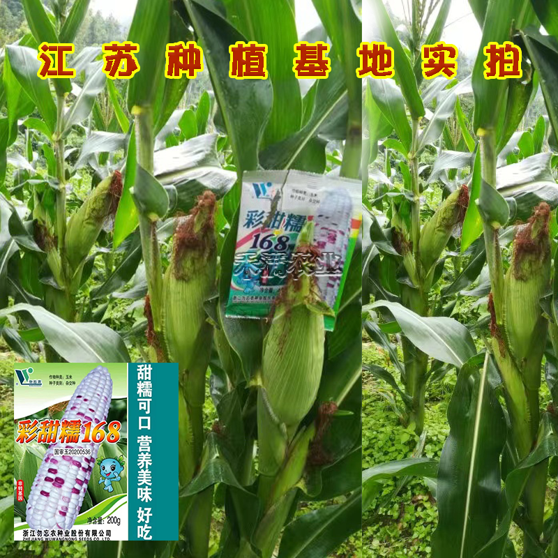 国审彩糯甜玉米种子高产玉米种子大玉米种非转基因超甜糯玉米