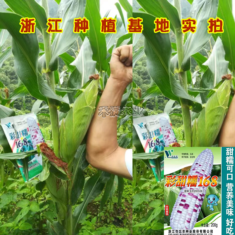 国审彩糯甜玉米种子高产玉米种子大玉米种非转基因超甜糯玉米