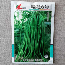 矮蔓6号青条无架豇豆种子早熟抗病不需要搭架