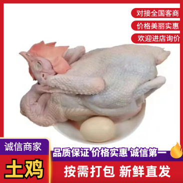 土鸡大量供应品质保证对接全国市场电商商超