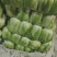湖北黄心白菜大白菜新货上市常年供应批发电商团购各大平台