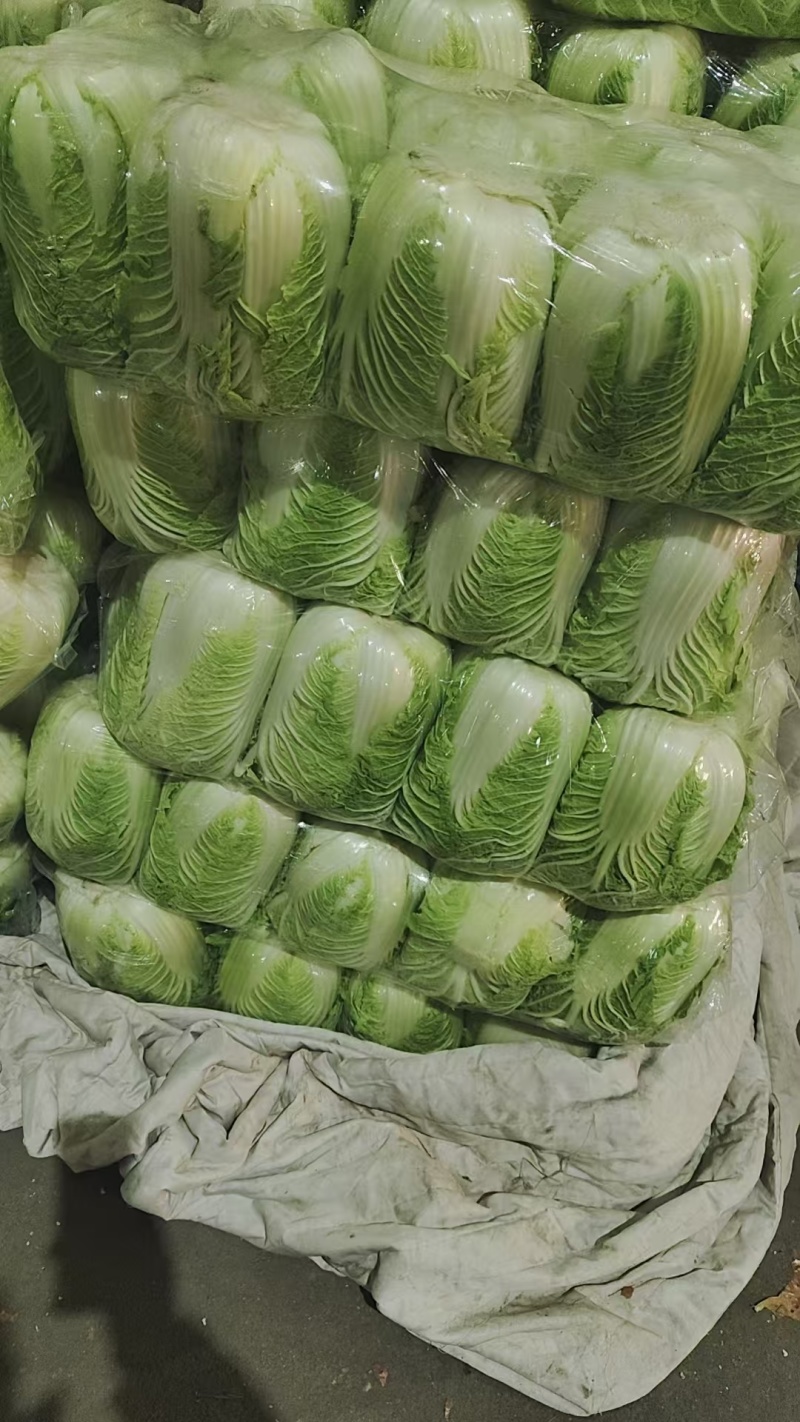 湖北黄心白菜大白菜新货上市常年供应批发电商团购各大平台
