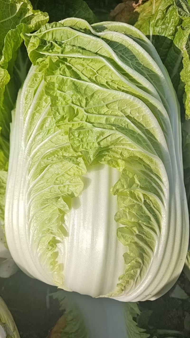 湖北黄心白菜大白菜新货上市常年供应批发电商团购各大平台