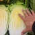 湖北黄心白菜大白菜新货上市常年供应批发电商团购各大平台