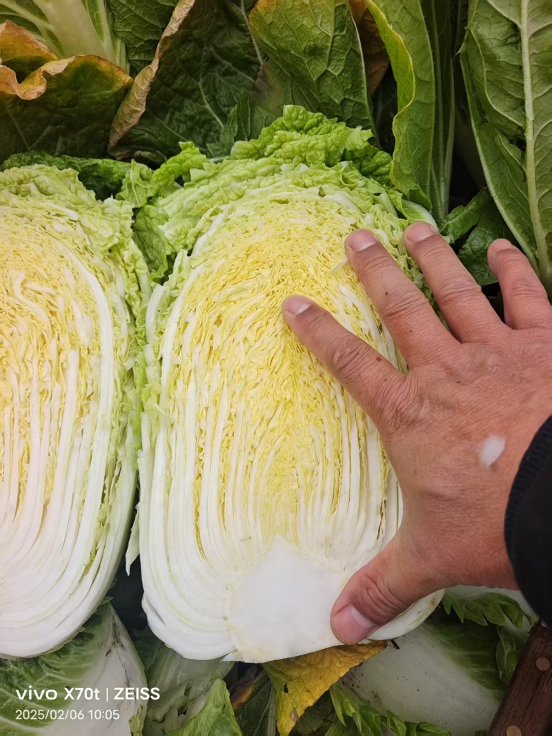 湖北黄心白菜大白菜新货上市常年供应批发电商团购各大平台