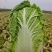 湖北黄心白菜大白菜新货上市常年供应批发电商团购各大平台