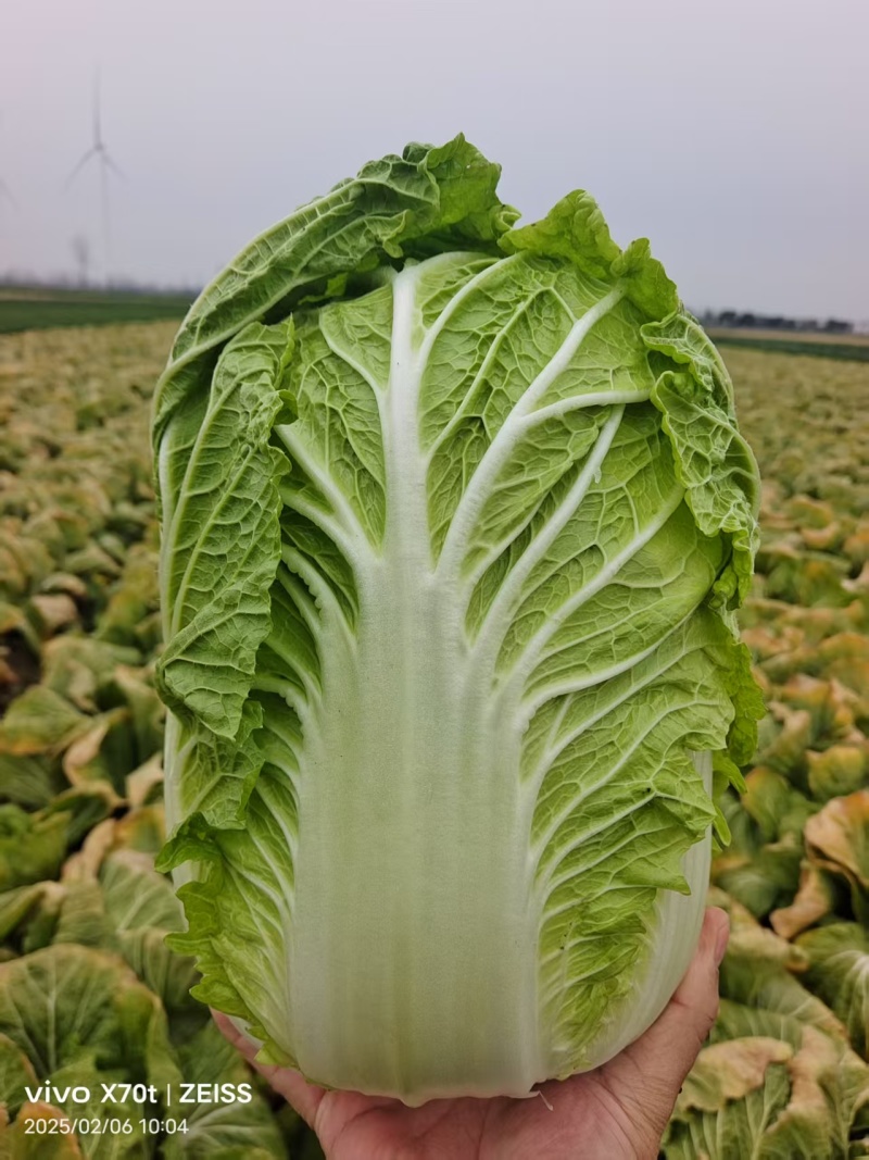 湖北黄心白菜大白菜新货上市常年供应批发电商团购各大平台