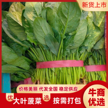 曹县精品大叶菠菜大量上市优质货源直发全国
