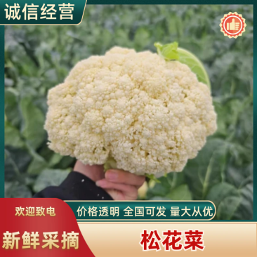 河南精品花菜基地大量供应市场，电商超市，欢迎实地考察