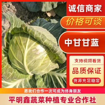 湖北中甘甘蓝产地一手货源地头直发大吨位供应市场批发电商