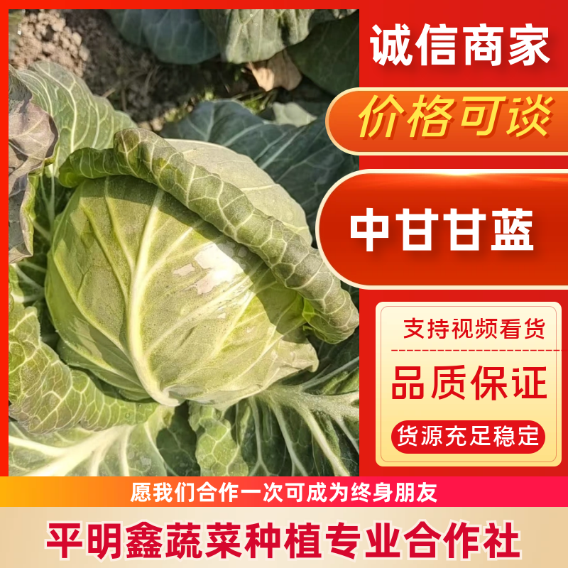 湖北中甘甘蓝产地一手货源地头直发大吨位供应市场批发电商
